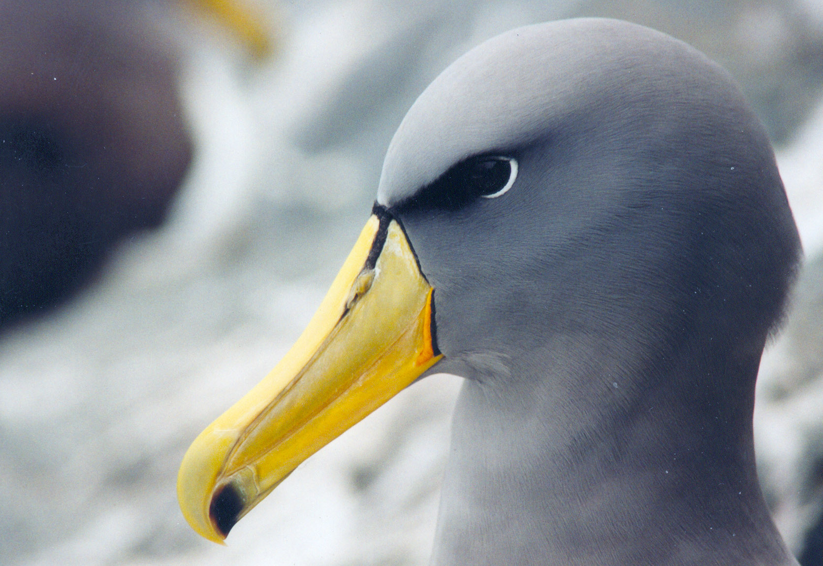 Catham albatross