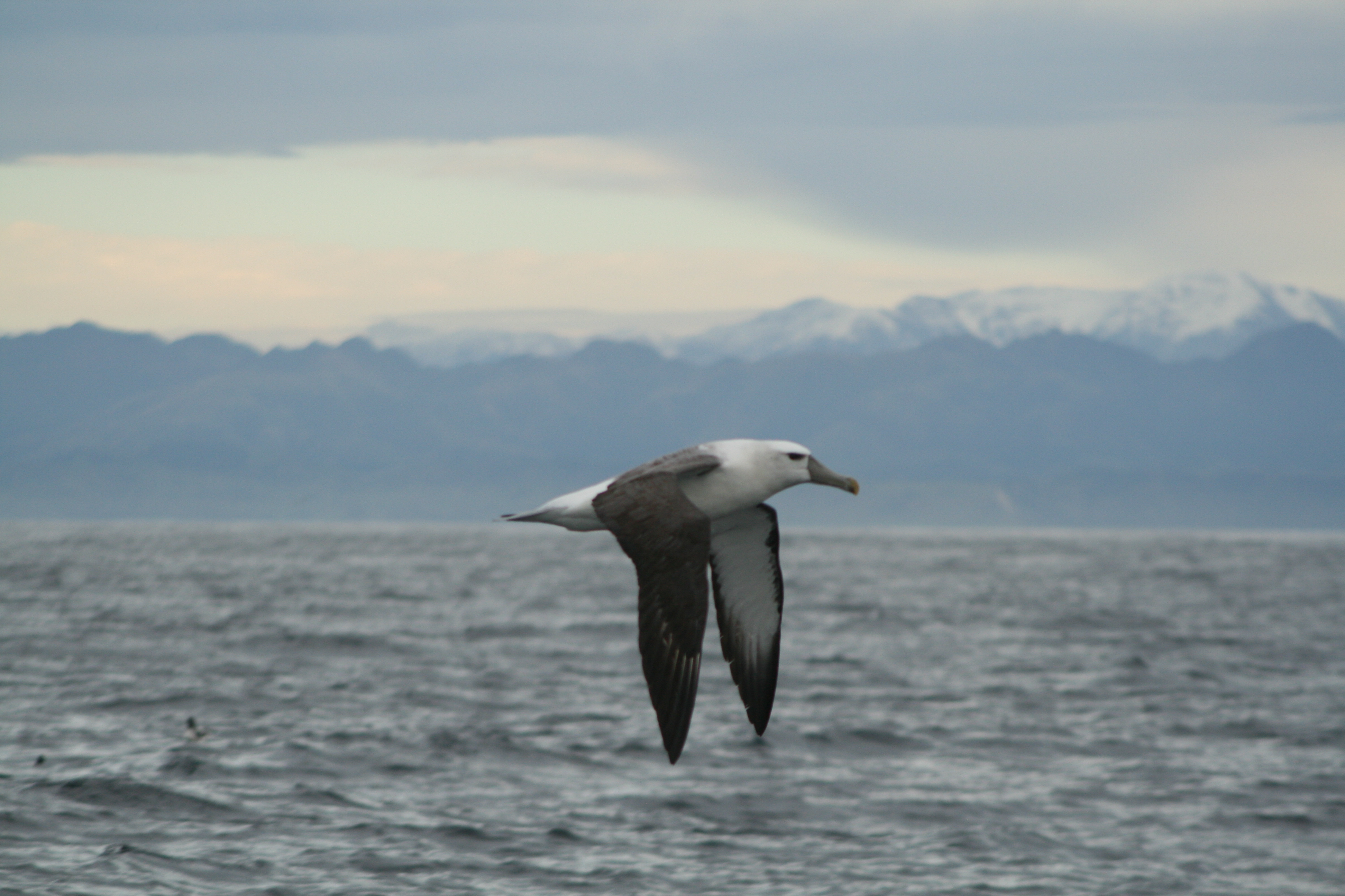 flying shy albatross