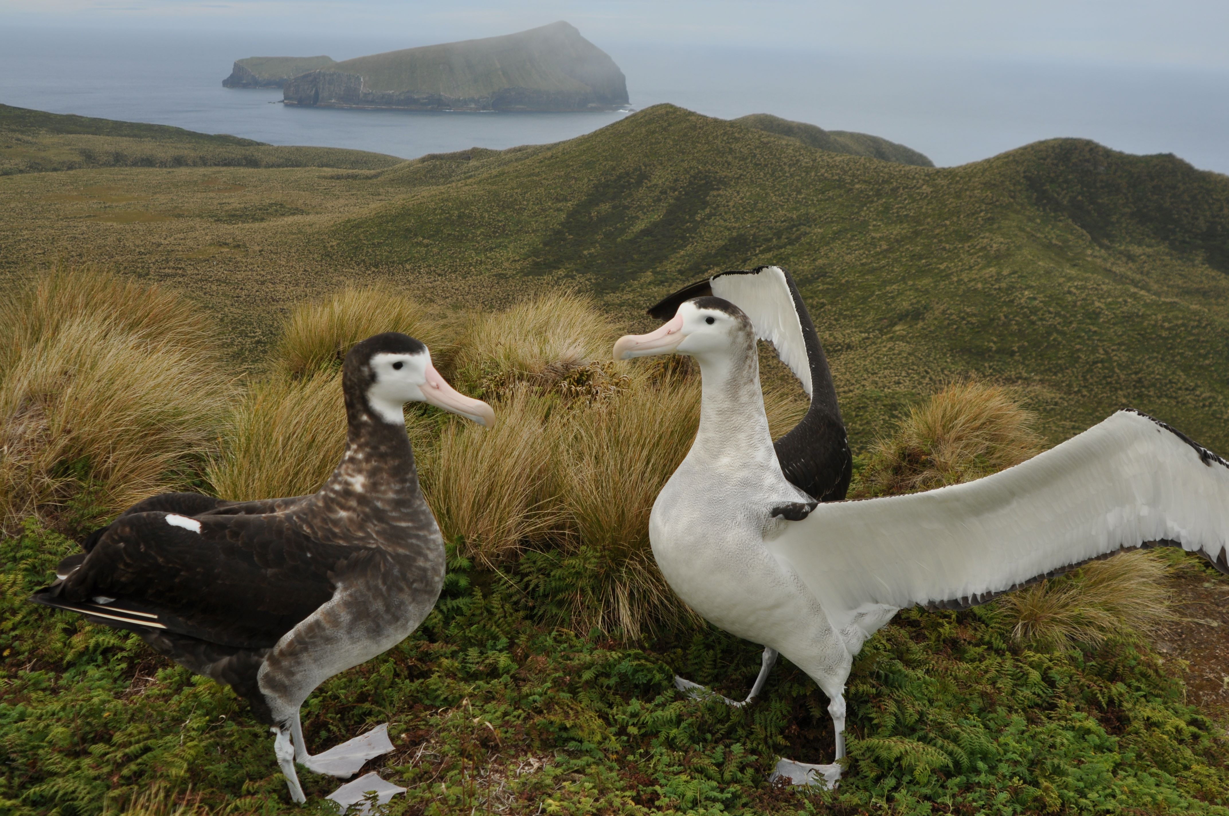 Pair of Antipodean albatross