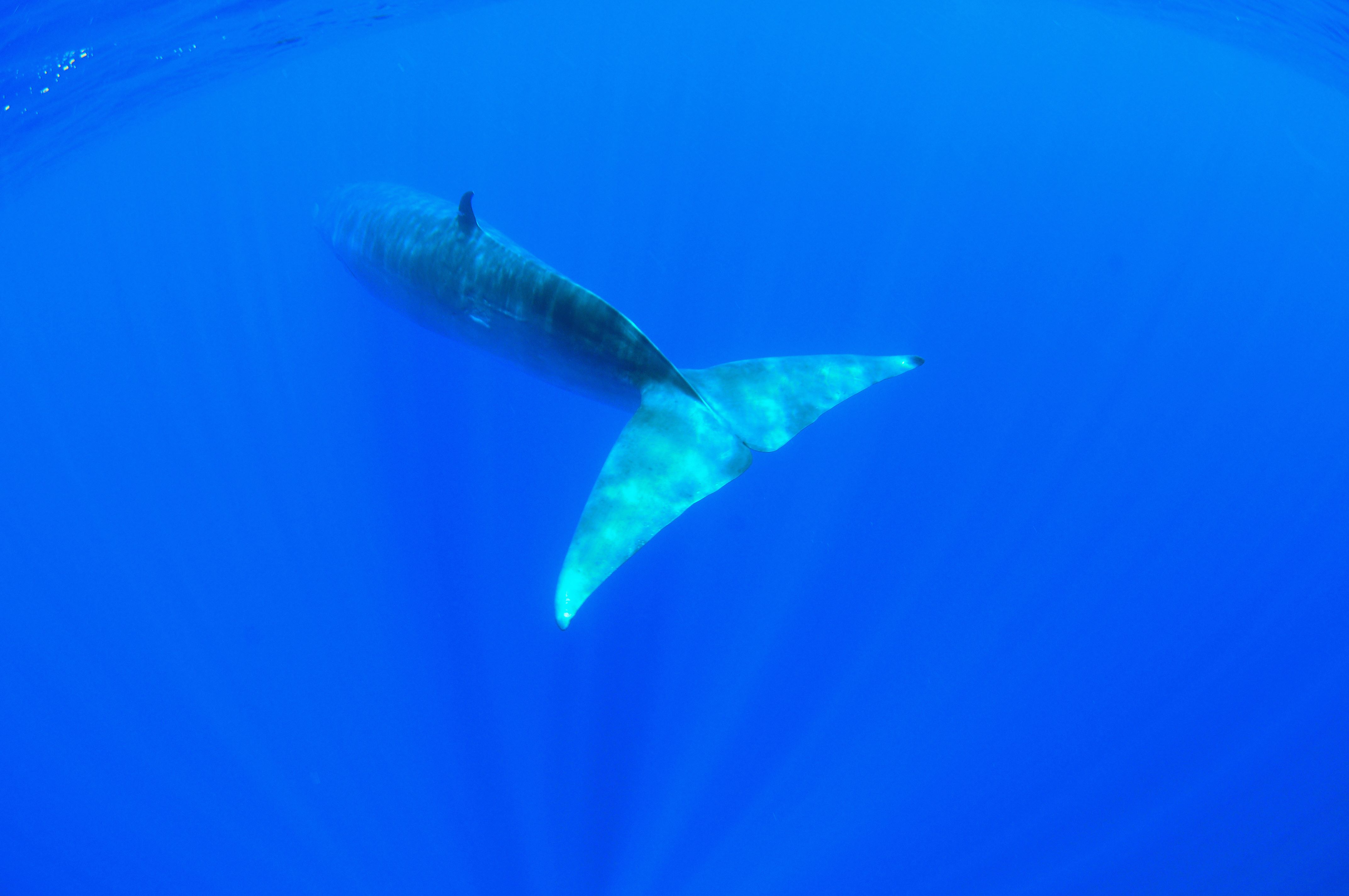 tail fins whale