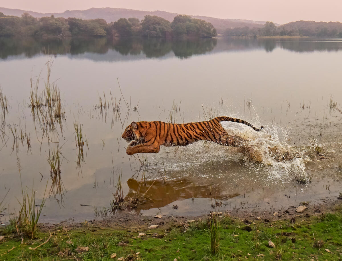 Bengal tiger jumps into river