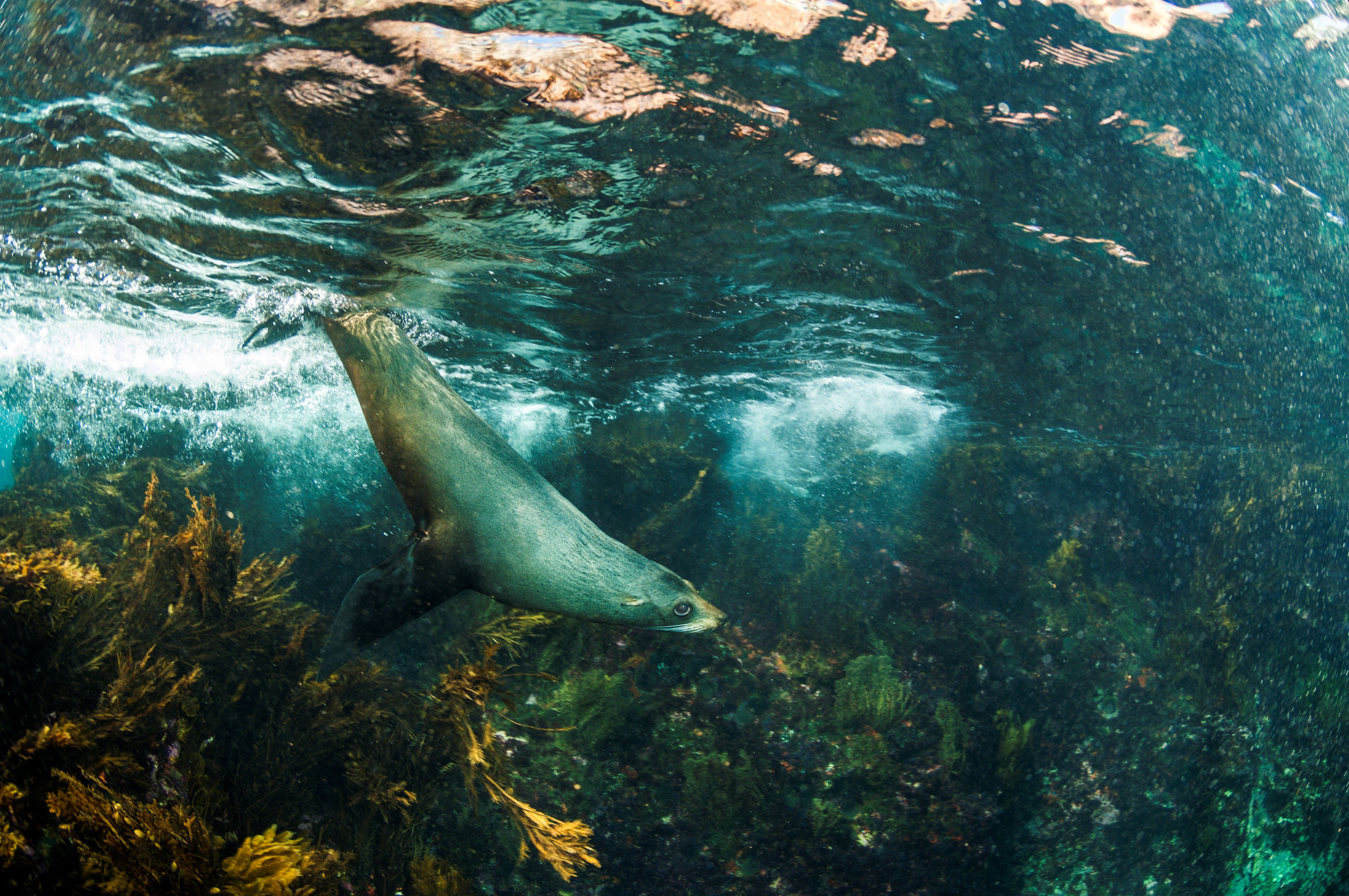 fur seal swimming under water