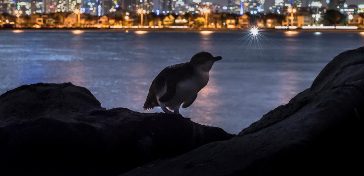 Little penguin in the city