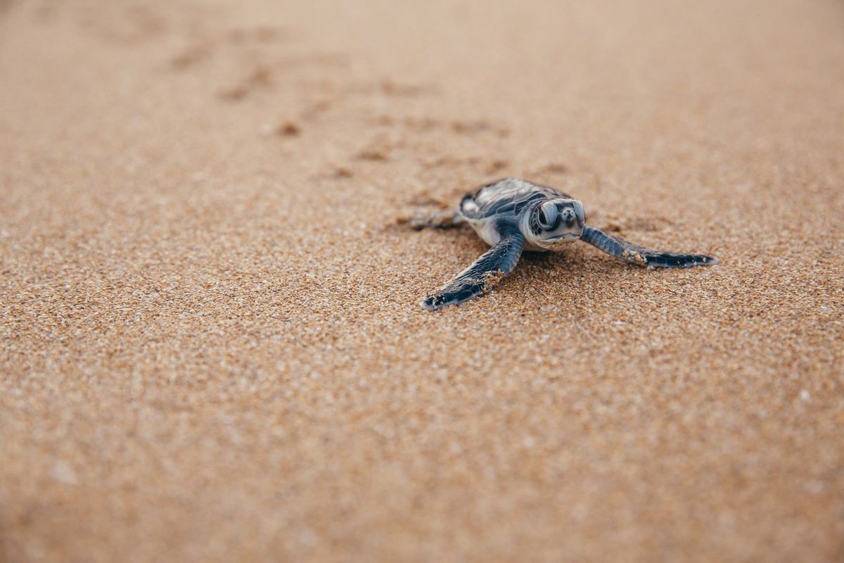 turtle hatchling crawls down beach