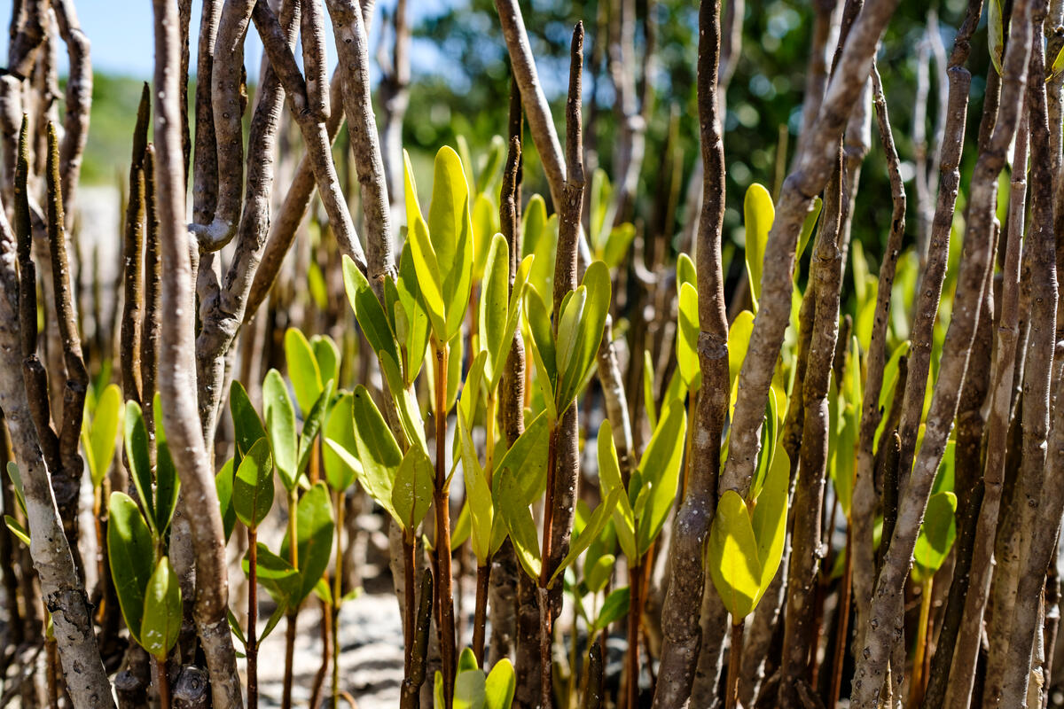 mangrove new growth