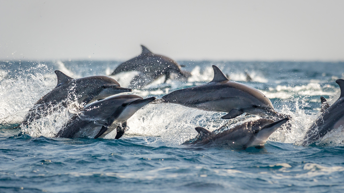 10 fin-tastic facts about dolphins — The Reef-World Foundation