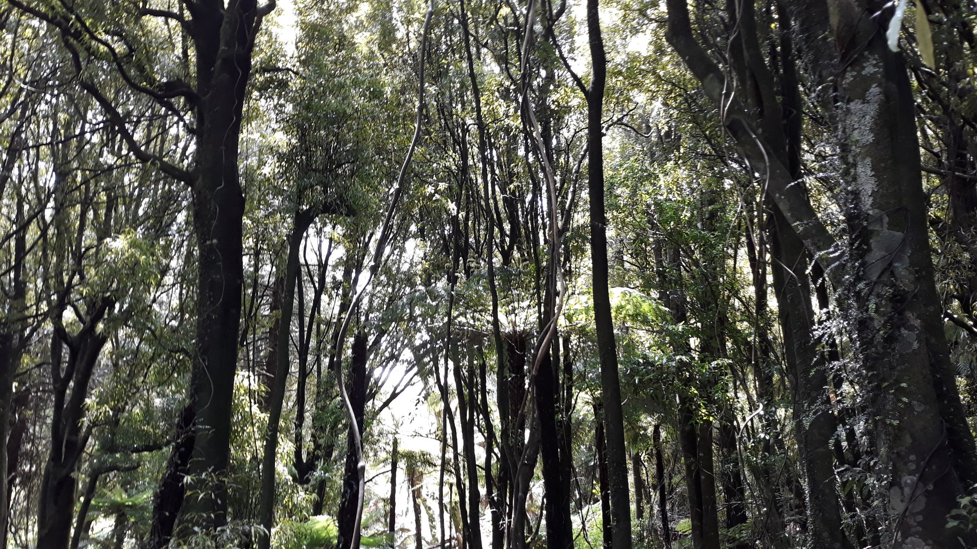 Forest at Mt Bruce