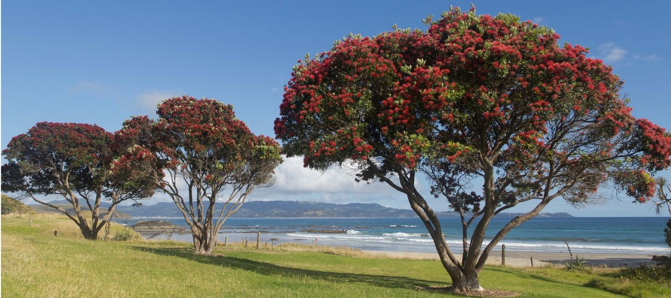 beach with flowering pohutakawa trees