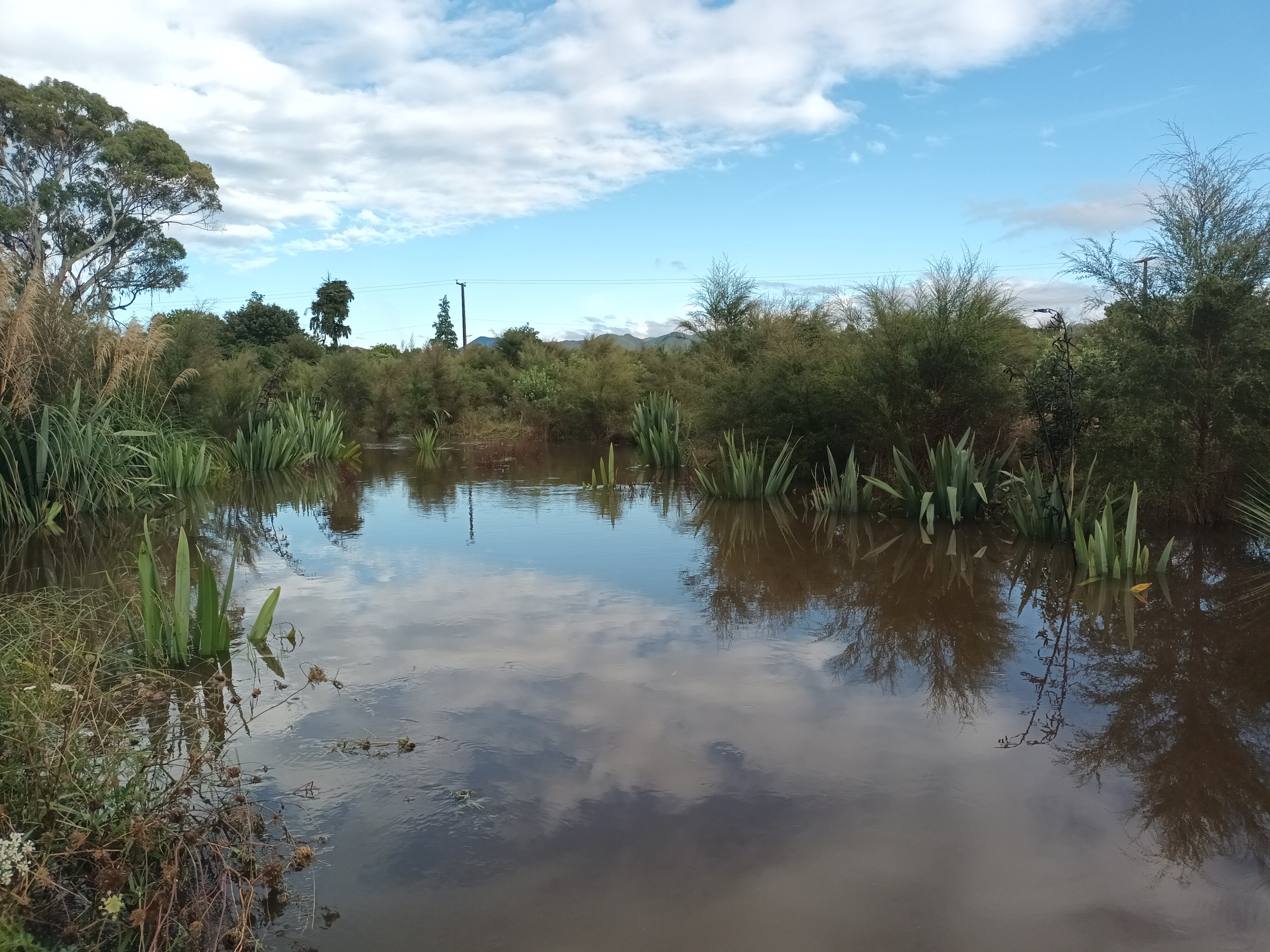 Helping To Revive Aotearoa’s Wetlands | WWF-New Zealand