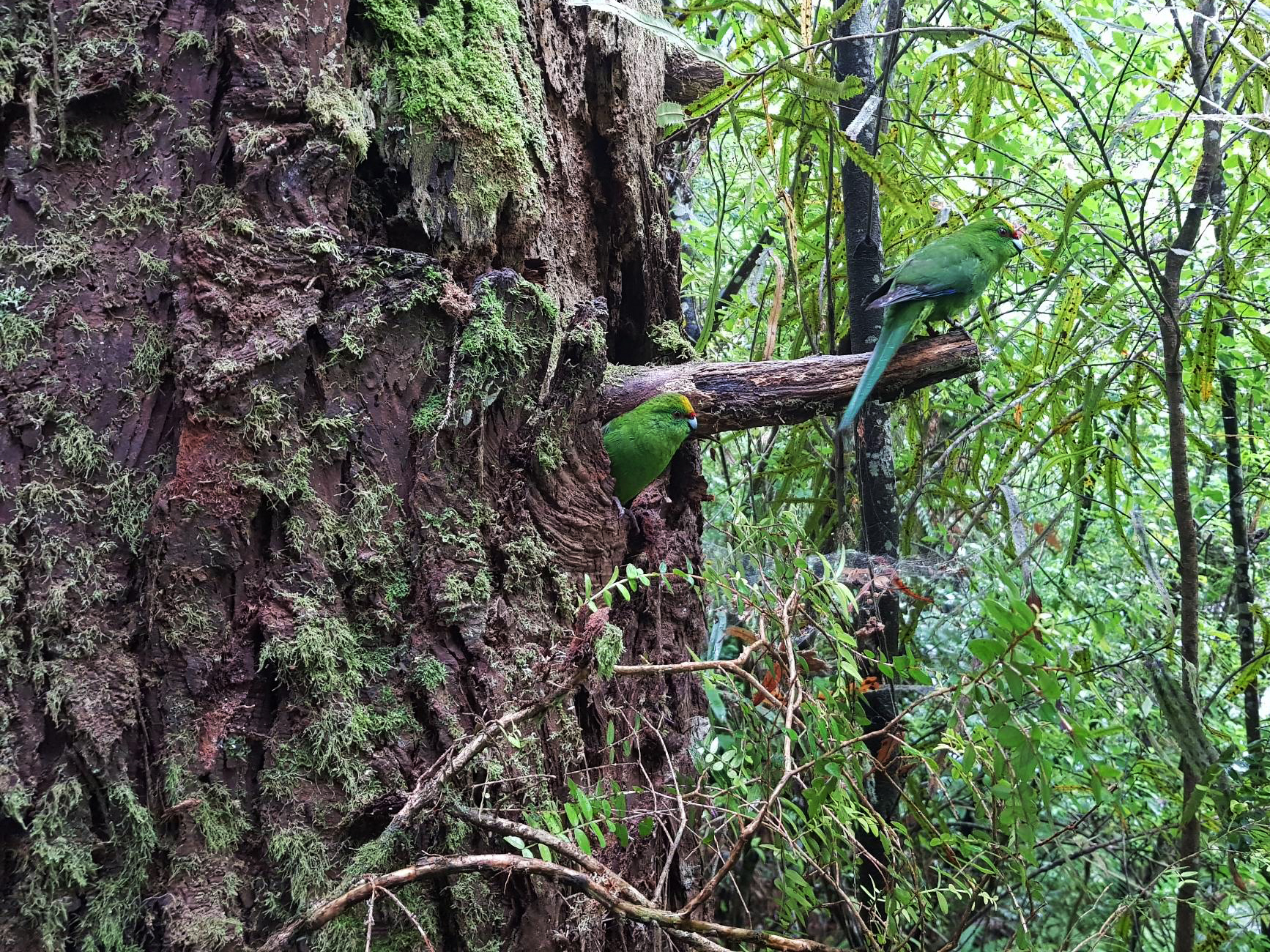 Two kakariki nesting