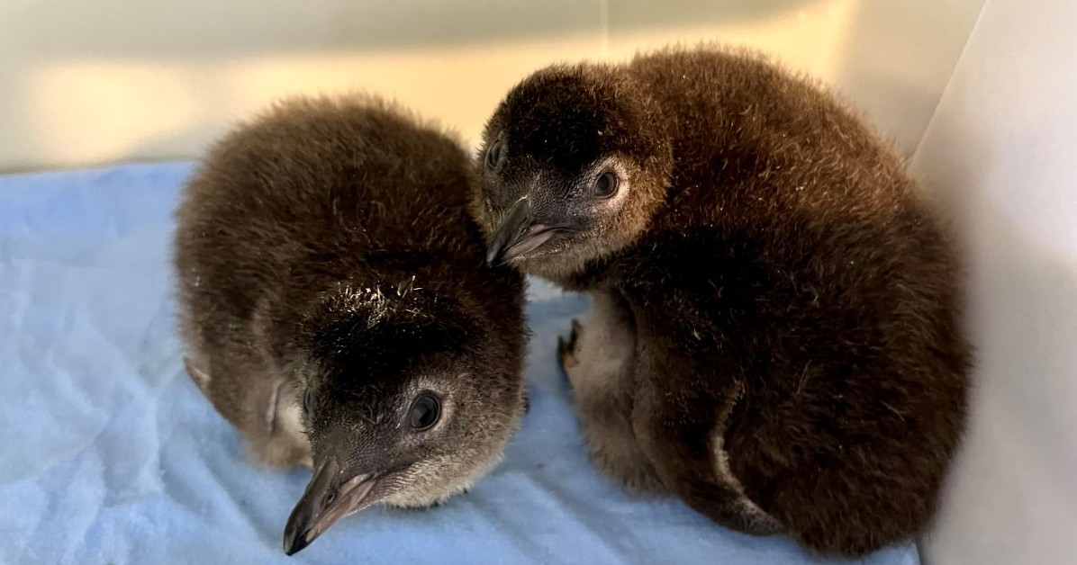 Little penguin chicks resized.