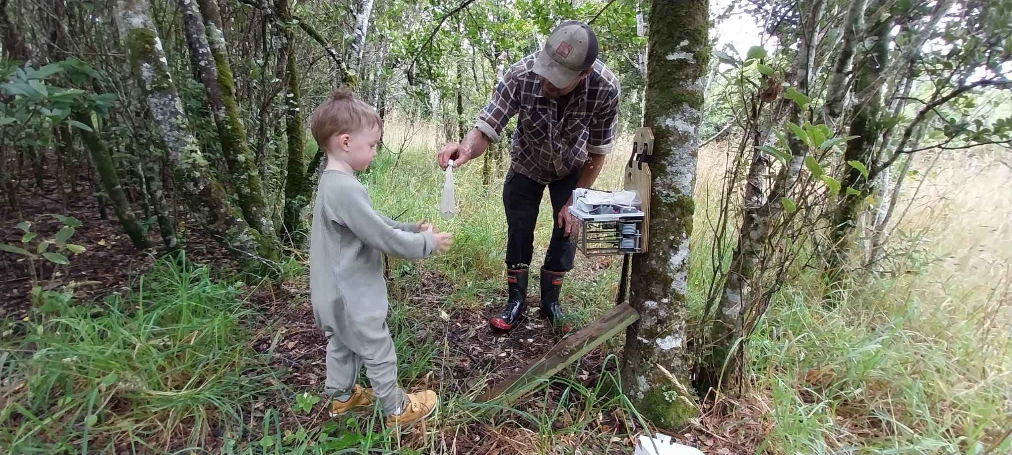 Rebaiting a trap on the Chatham Islands. 