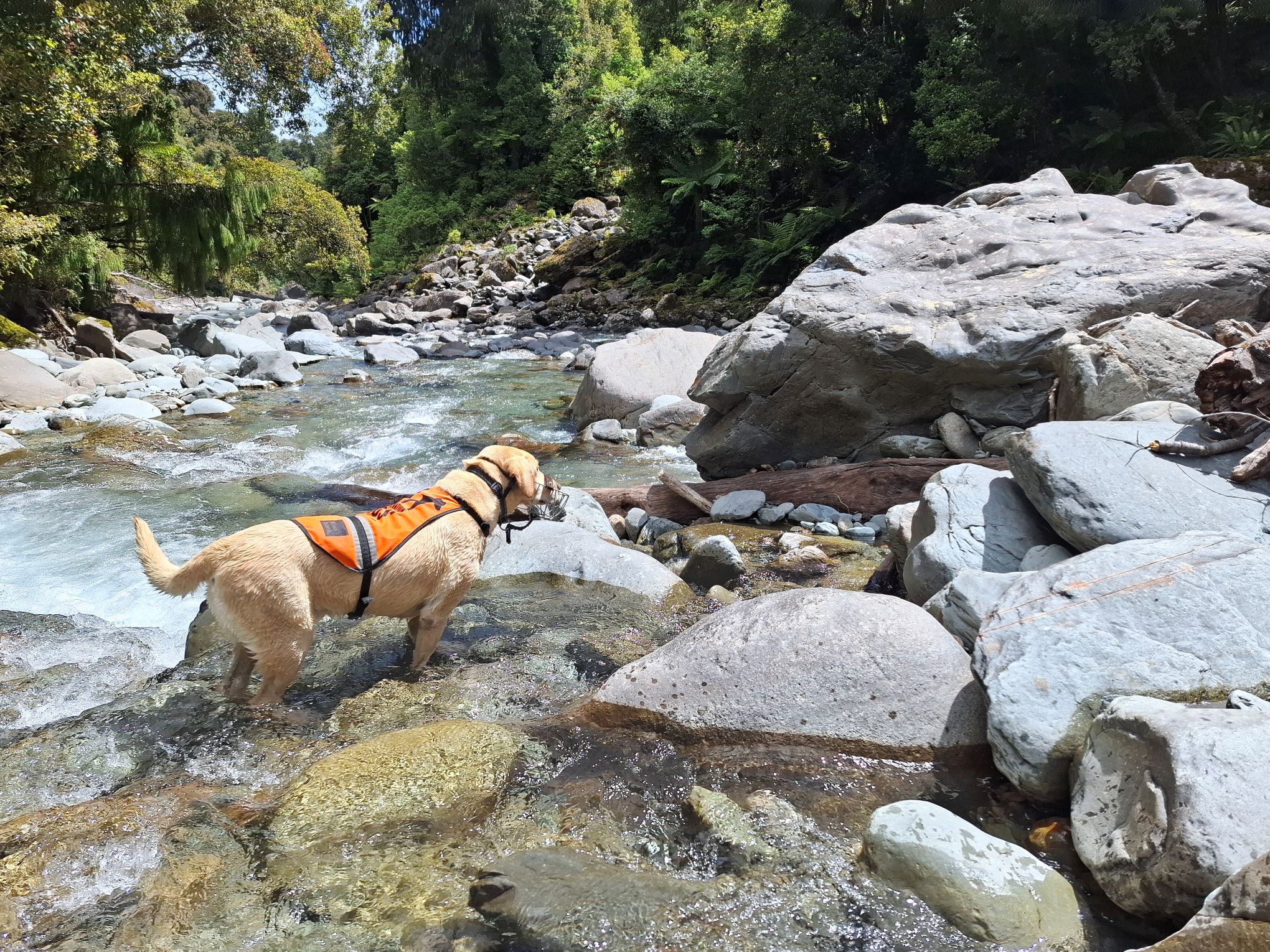 Conservation dog Tui. 