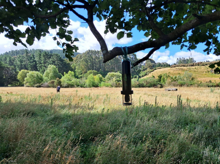 Pekapeka survey in Carterton with acoustic recorders