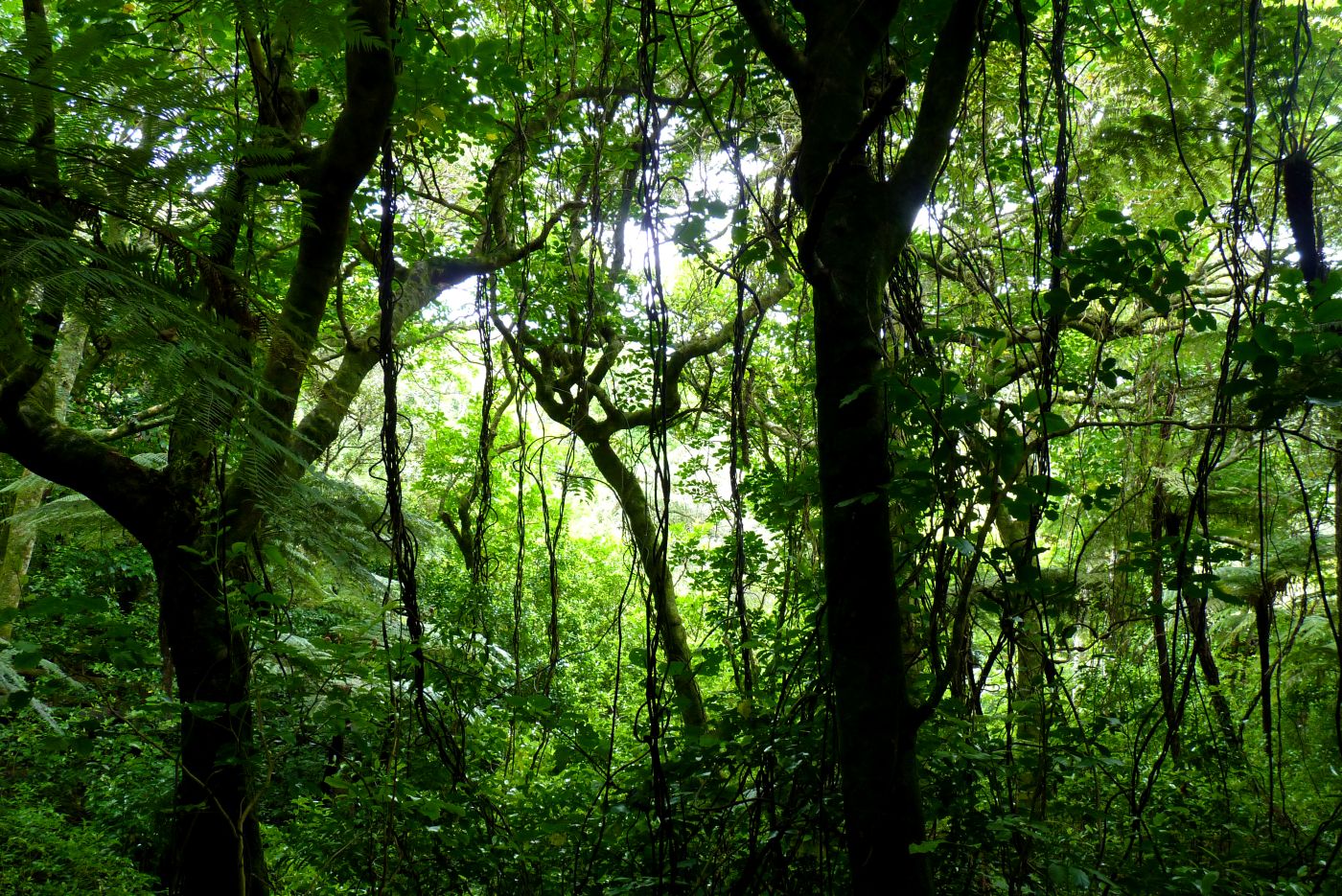 View from Kawerau. 
