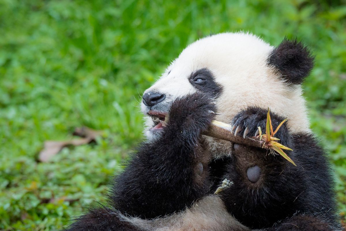 10 Facts about the Giant Panda WWF New Zealand