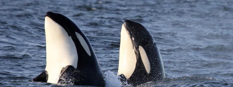 Two orca