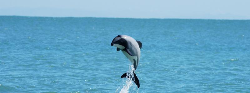 Jumping Hector's dolphin
