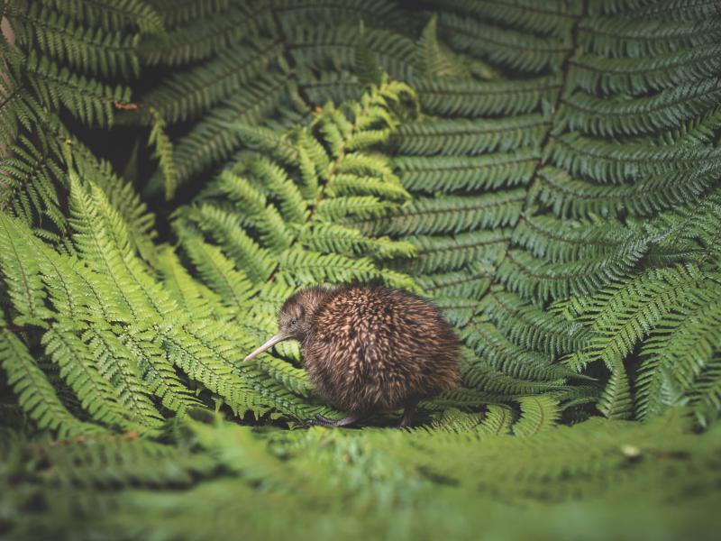 Kiwi