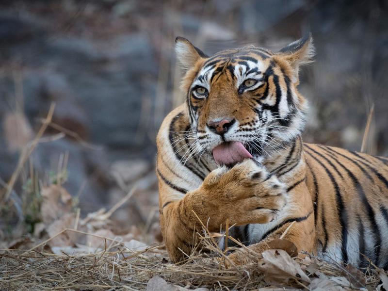 tiger relaxing