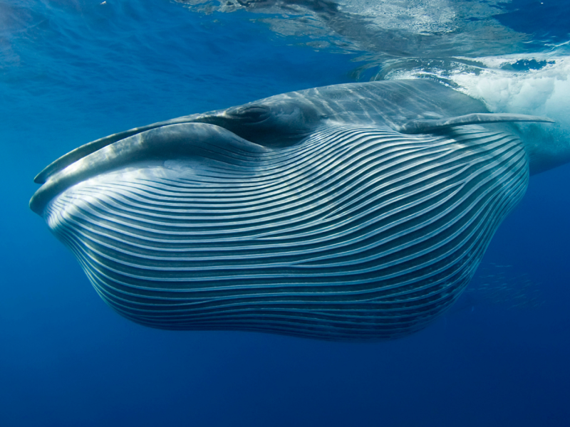 Bryde's Whale