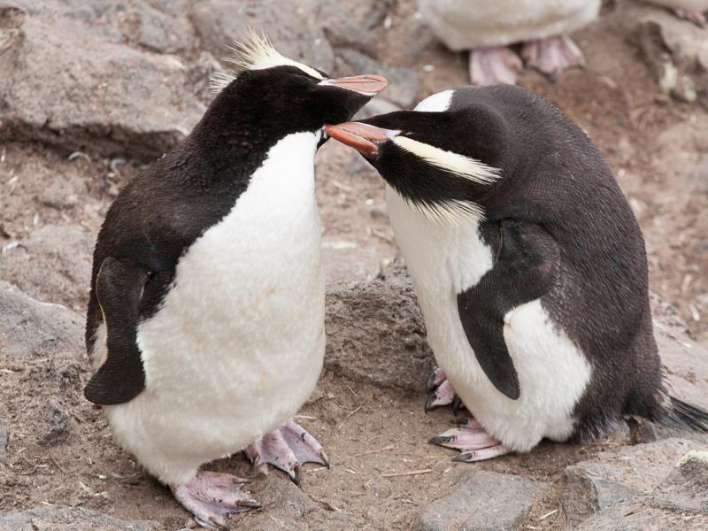 Erect crested penguins