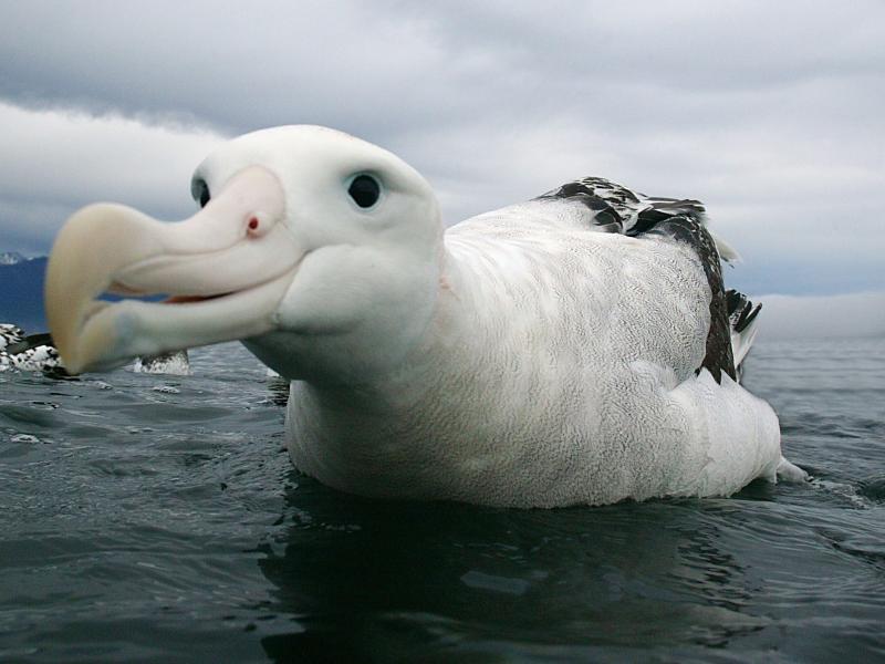 Wandering albatross