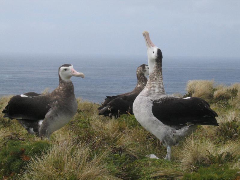 3 Antipodean albatross