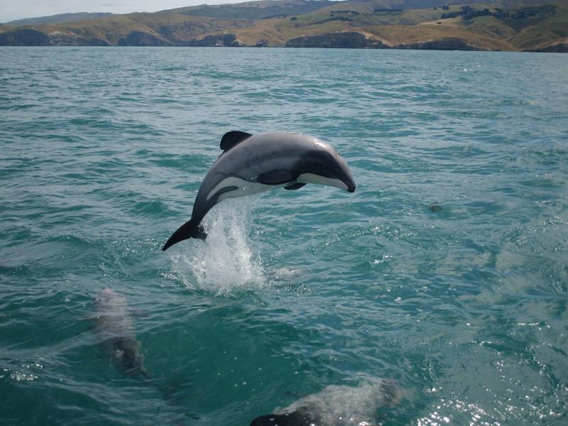Maui dolphin