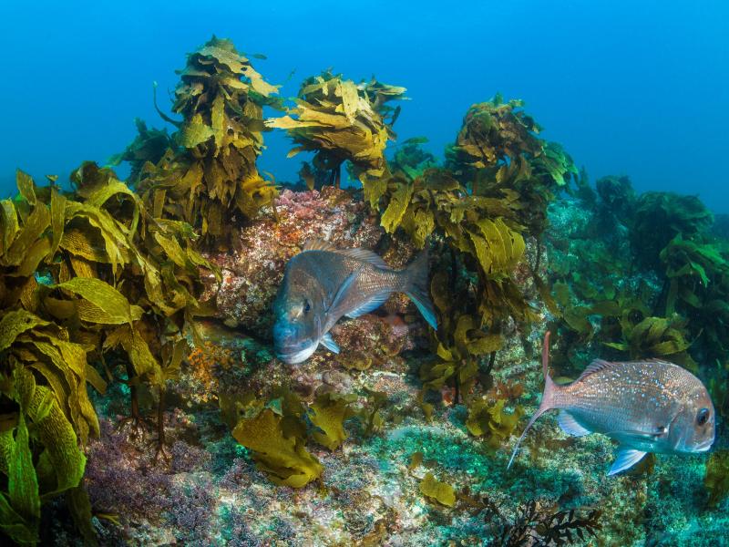 Snapper and kingfish