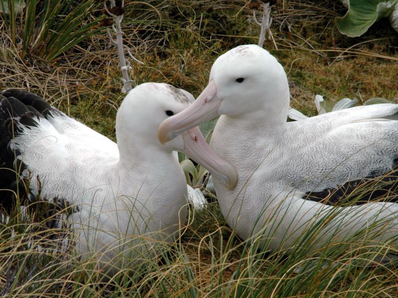 Pair of Antipodean albatrosses