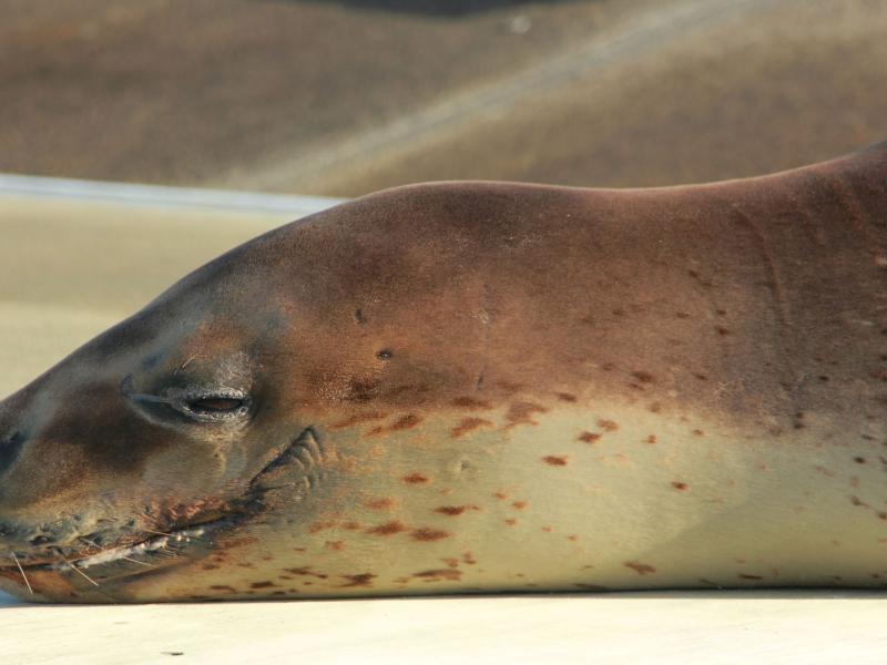 Close up of leopard seal spots