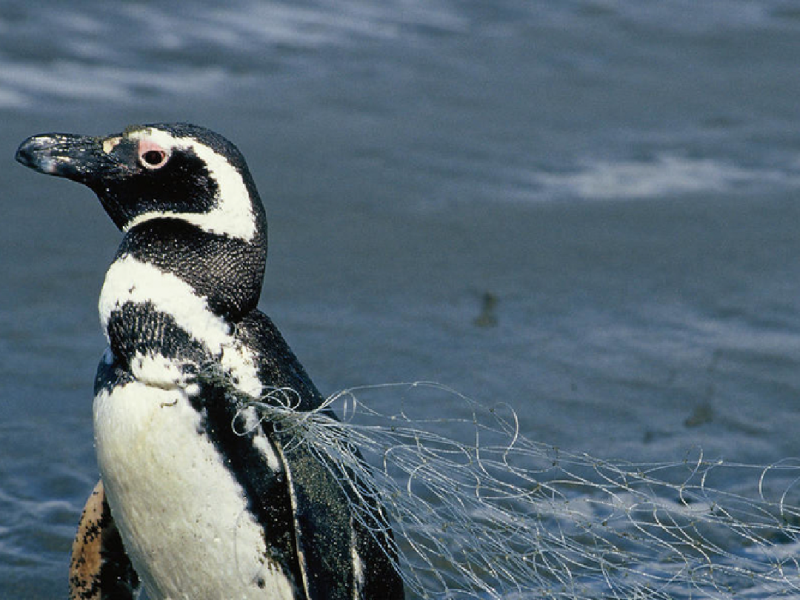 penguin entangled in fishing net