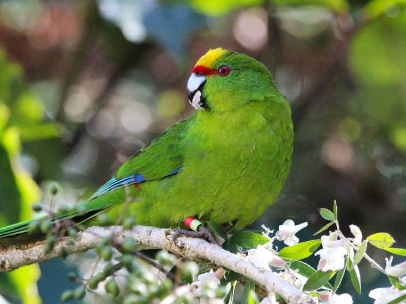 yellow crowned kakariki