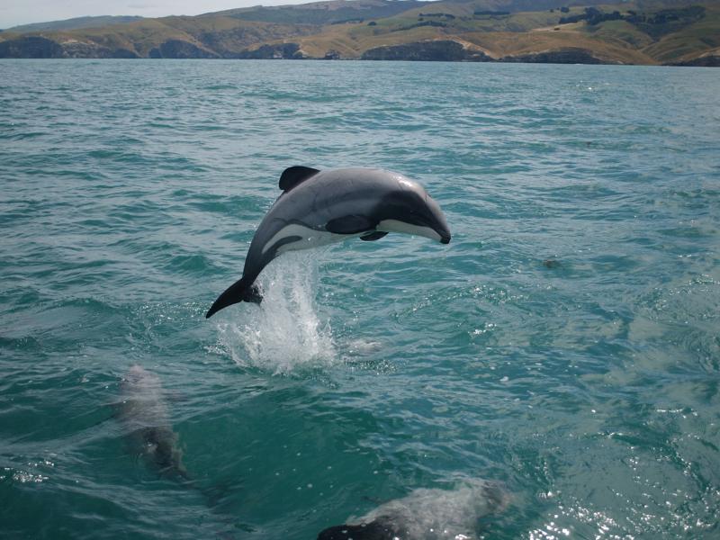 Hector's dolphin