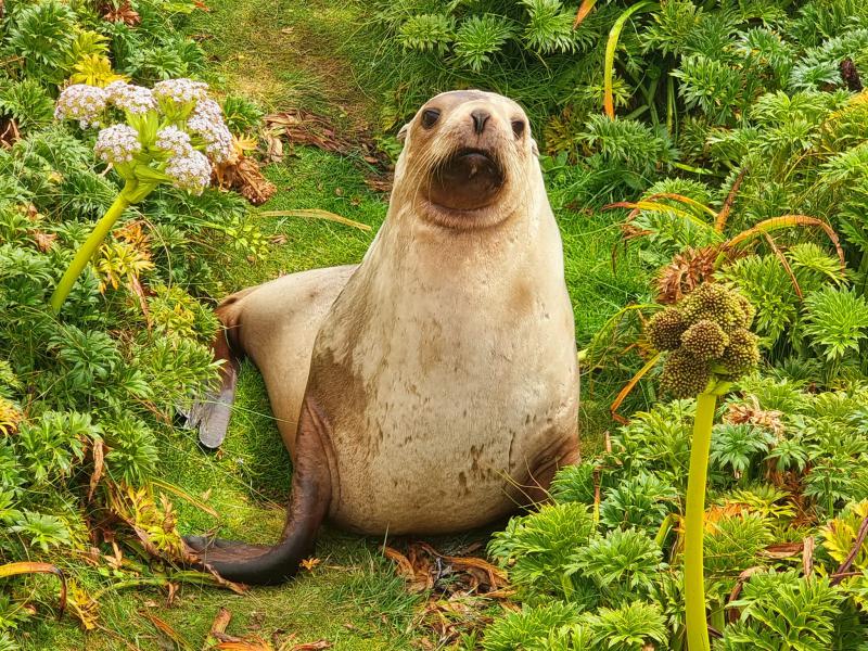 female sea lion