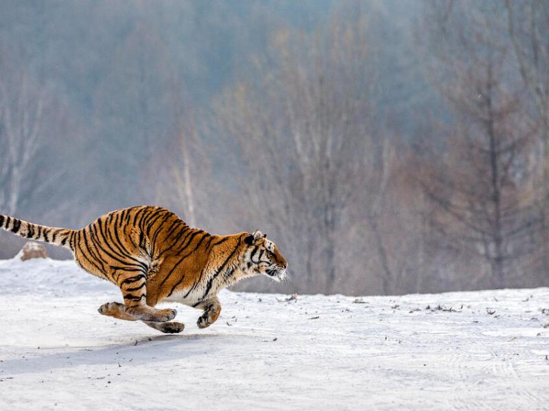tiger chasing a bird