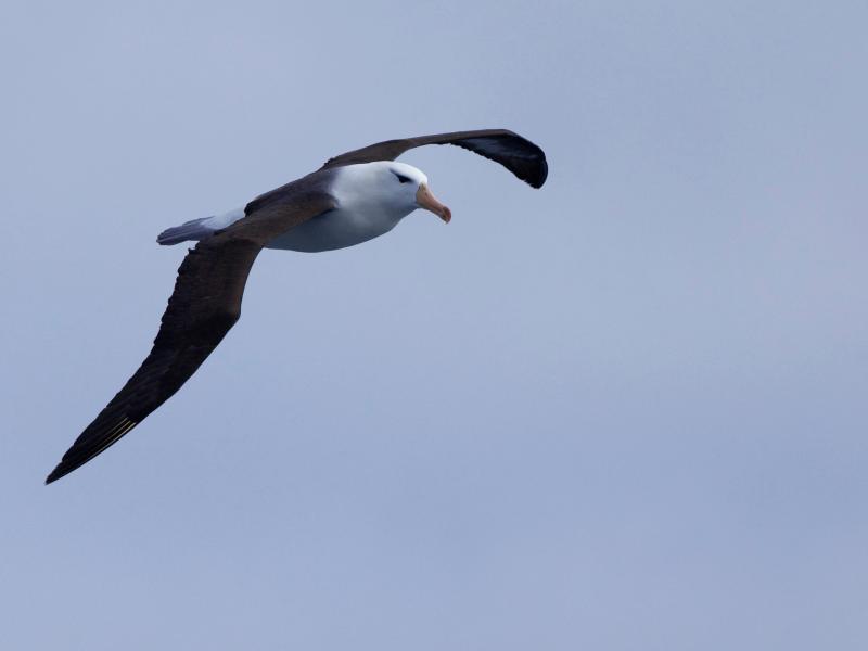 Black-browed albatross flying