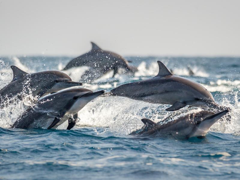 Pod of dolphins