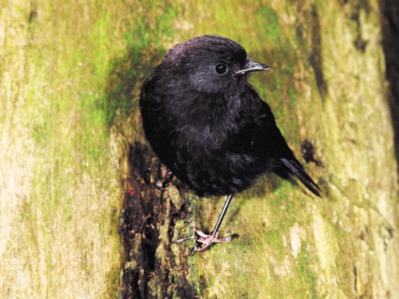 Chatham Island black robin