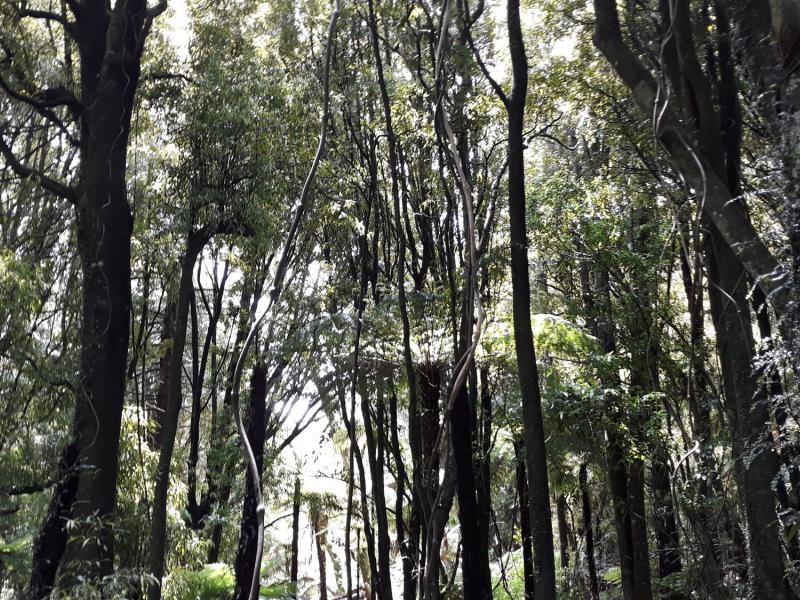 Forest at Mt Bruce