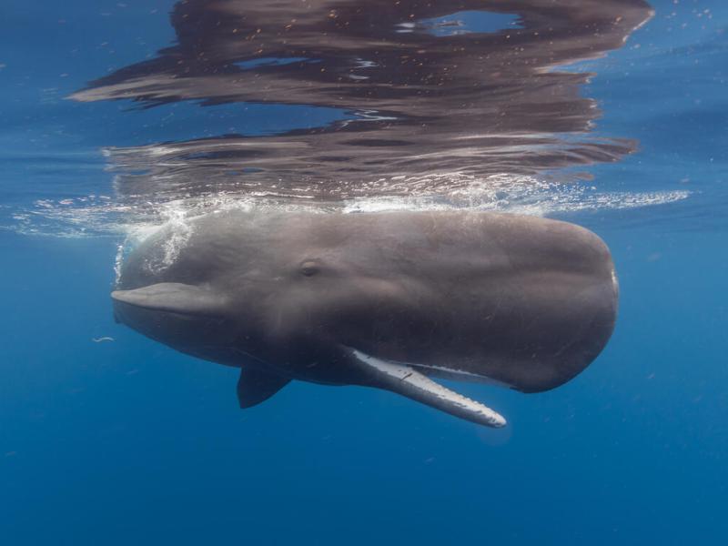 Juvenile sperm whale