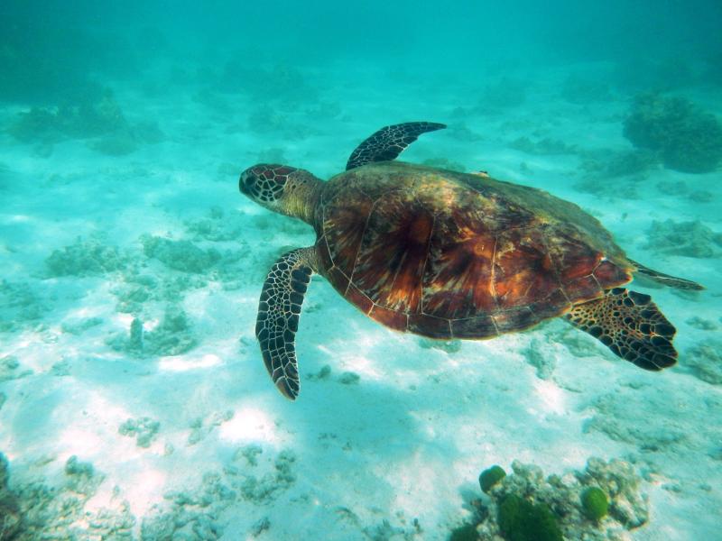 Green turtle