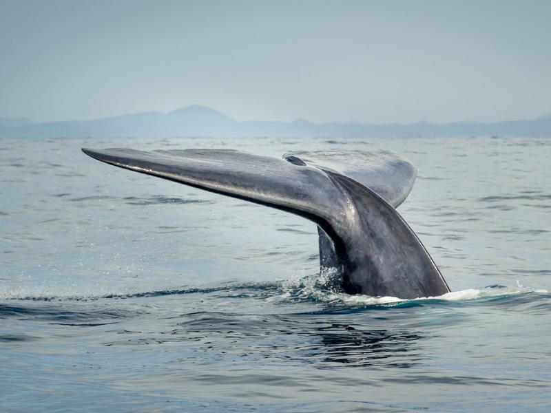 Blue whale fluke