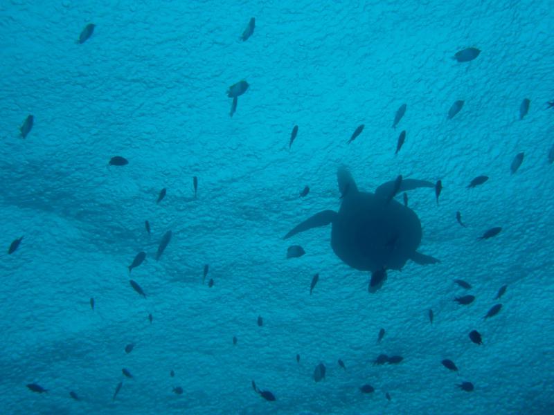 underwater shot of swimming turtle and fish