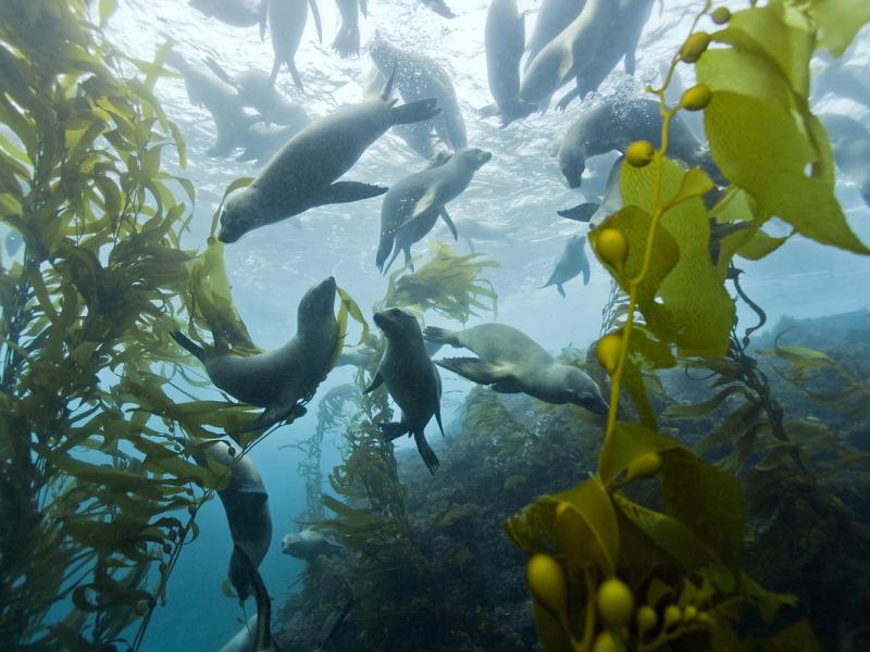 Healthy Kelp Forest