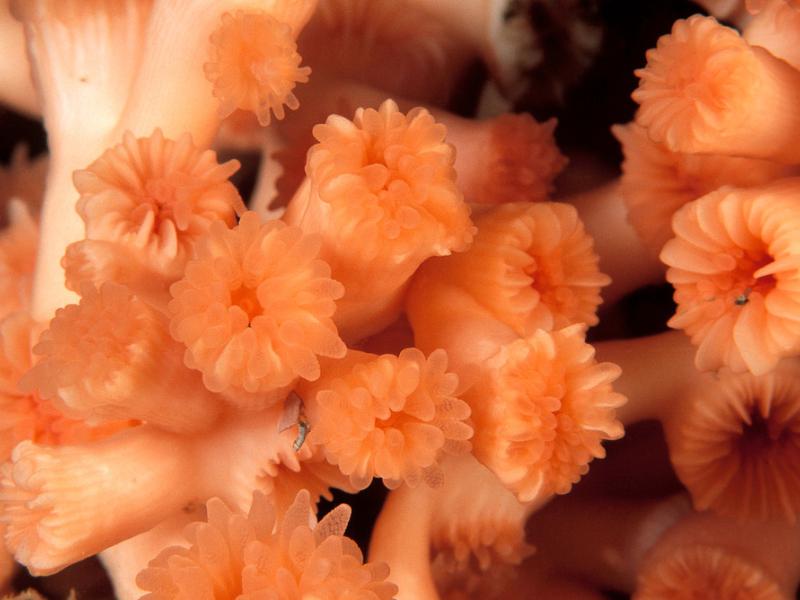 Image of deep sea coral