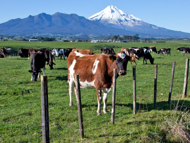 Image of a cow grazing with Mount Taranaki in the background