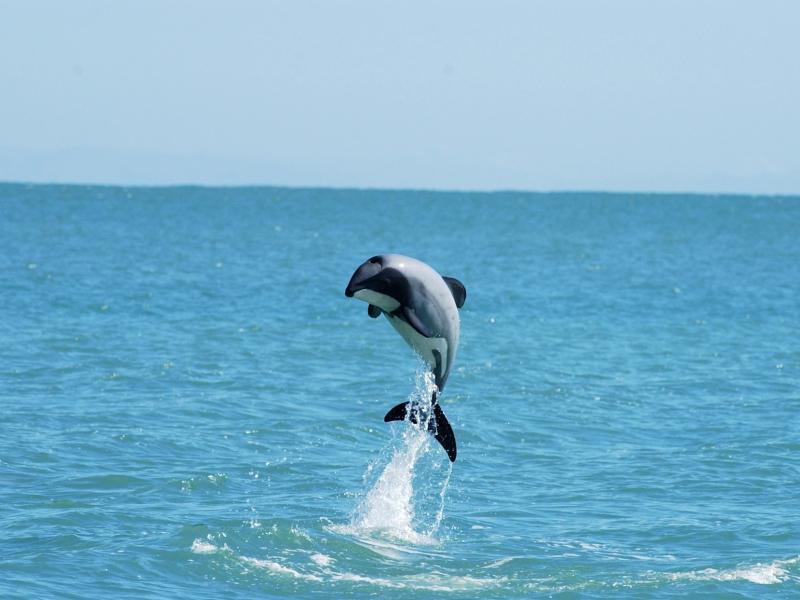 Jumping Hector's dolphin