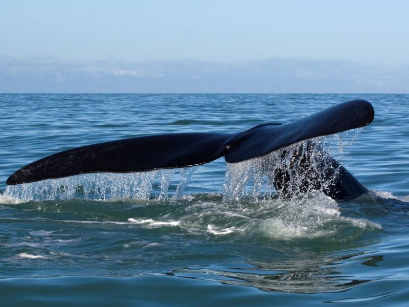 Southern right whale flukes